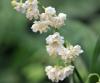 Show product details for Convallaria majalis Prolificans